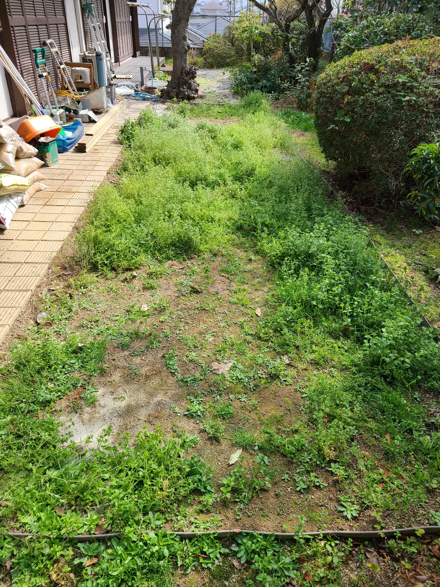芝生張り作業
