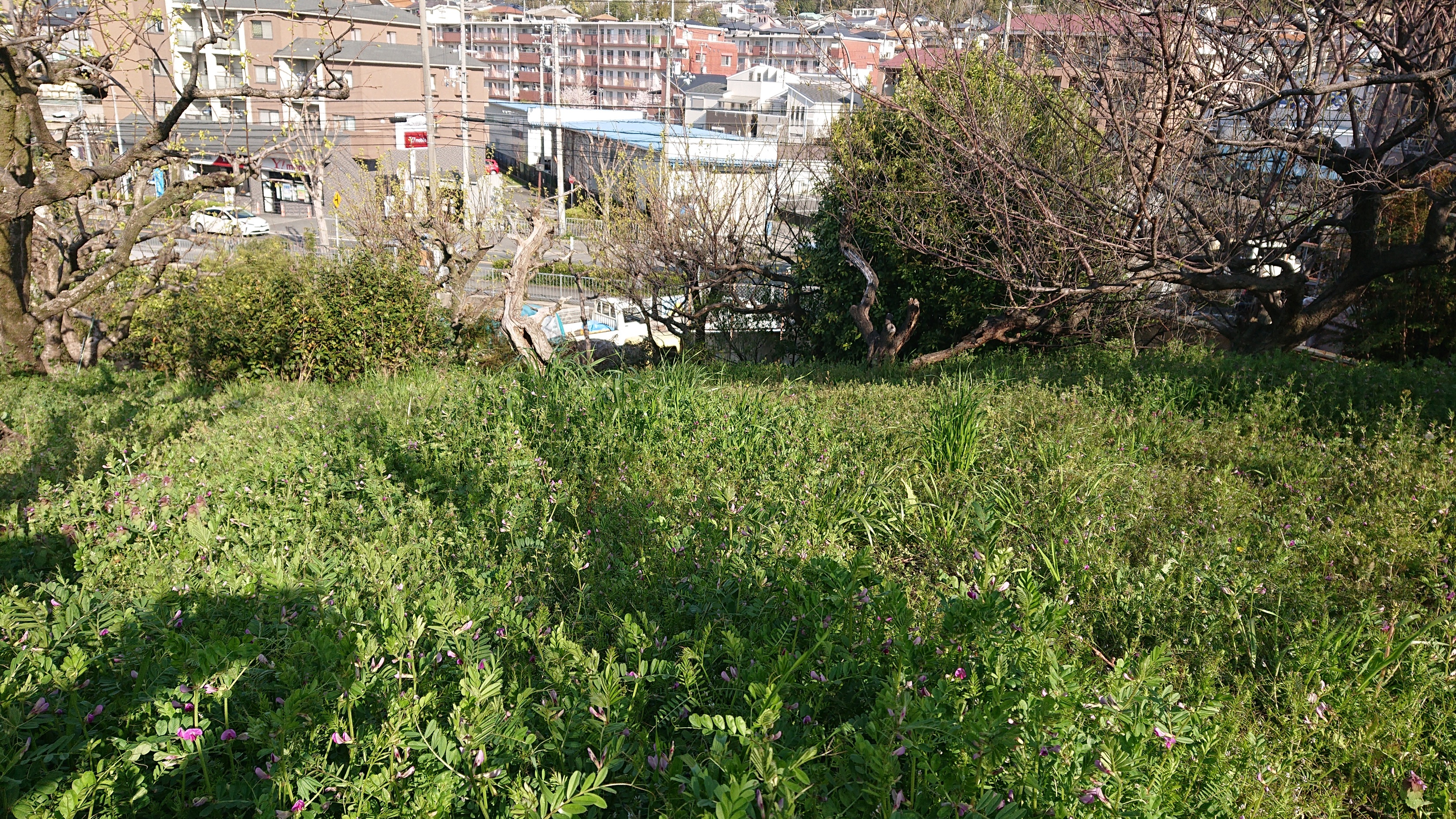 除草作業