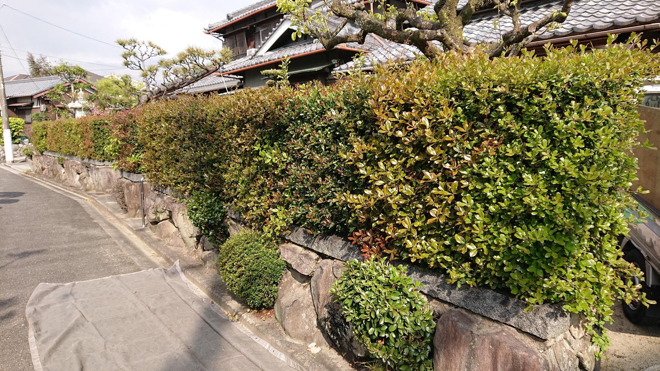 剪定作業
